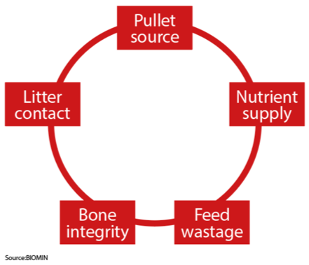 5 Factors to Cage Free