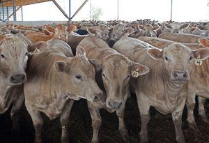 summit livestock facilities, monoslope beef barns