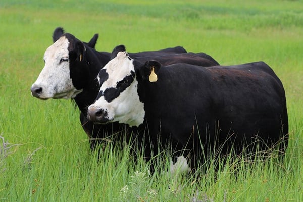 Black Baldy Cows