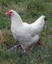 Chicken_Summit Livestock Facilities