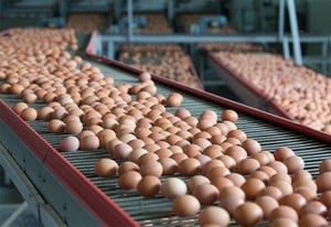 Commitment to Cage Free Eggs_Summit Livestock Facilities