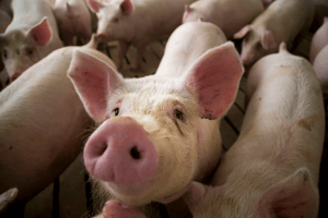 World Pork Expo Canceled_Summit Livestock Facilities