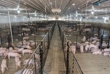 Summit Livestock Facilities_Pigs_Pig Barn