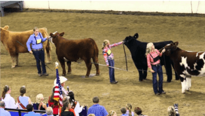 summit livestock facilities, monoslope beef barn, fair