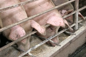 pigs feeding joint trough 