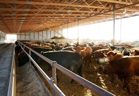 summit livestock facilities_damaged soybeans