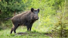 Wild Boars_African Swine Fever_Summit