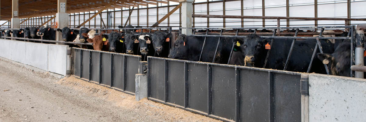 4 Reasons Why You Should Feed Cattle Indoors