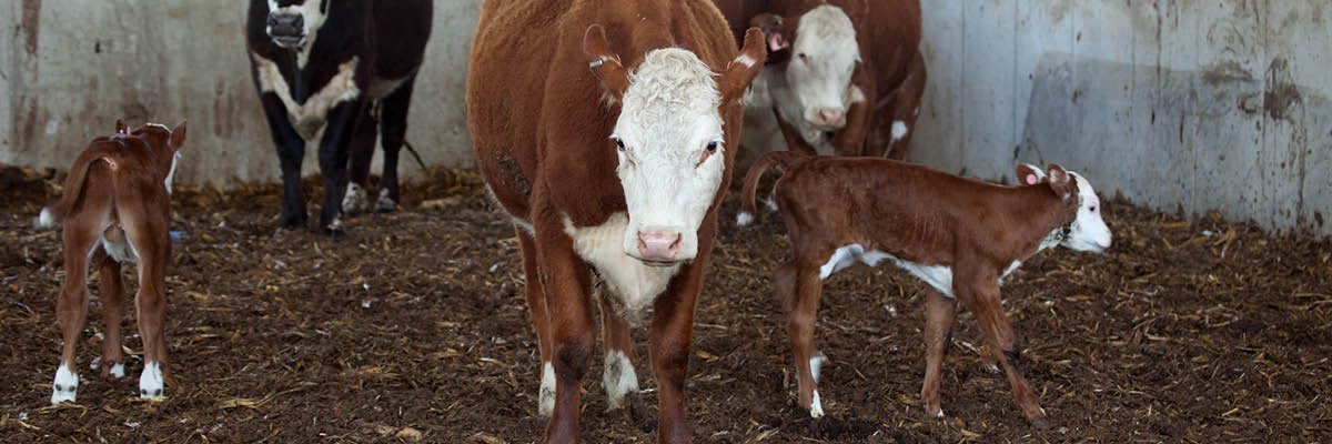 Adjusted Calving Season by the Numbers