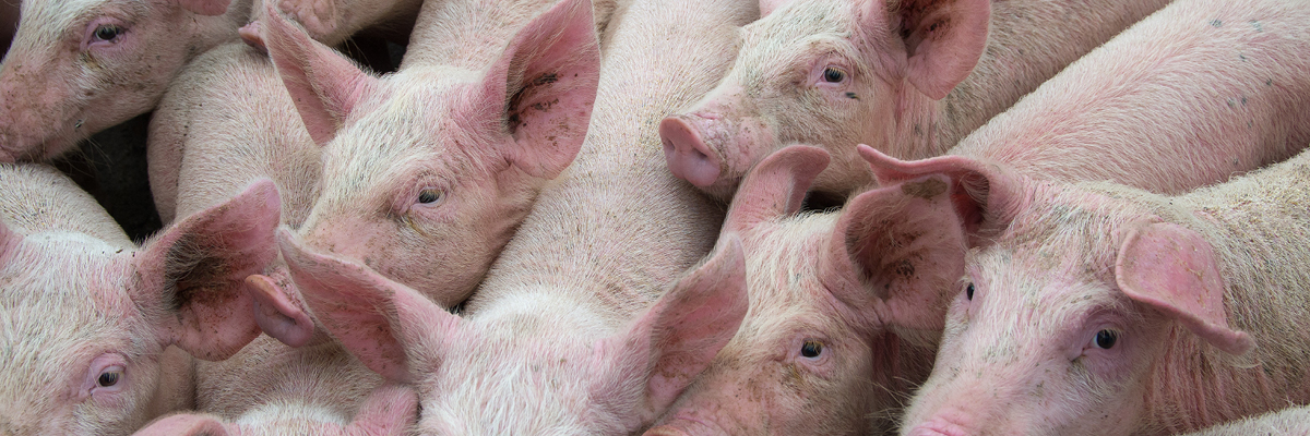 African Swine Fever Moving Closer to The US