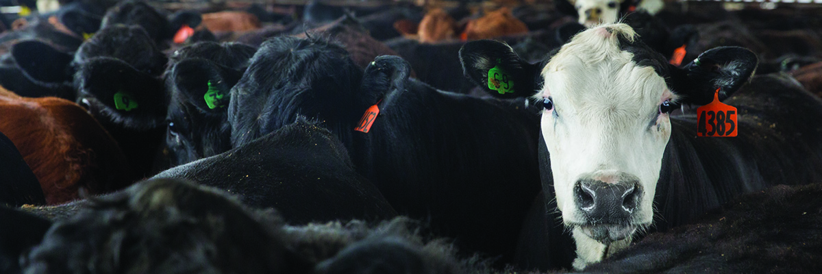 Black Baldy Cows Show Crossbred Advantages