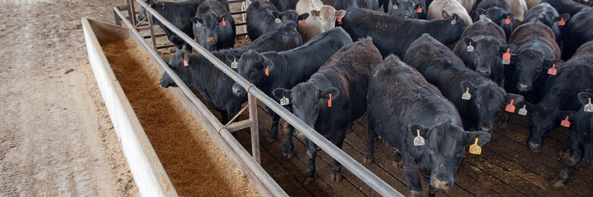 New Information about Feeding Corn and Soybean Co-Products to Beef Cattle