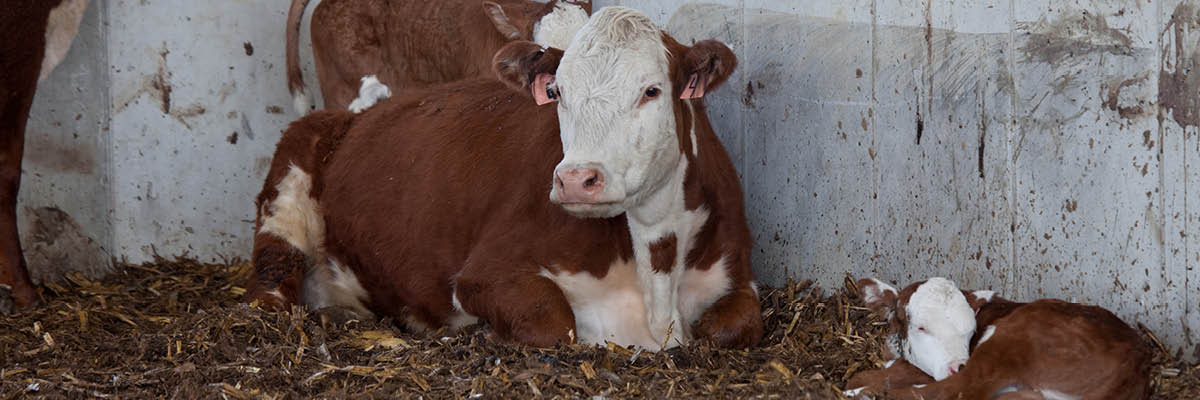 Cow Calf Operators Consider Adjustments in Calving Season