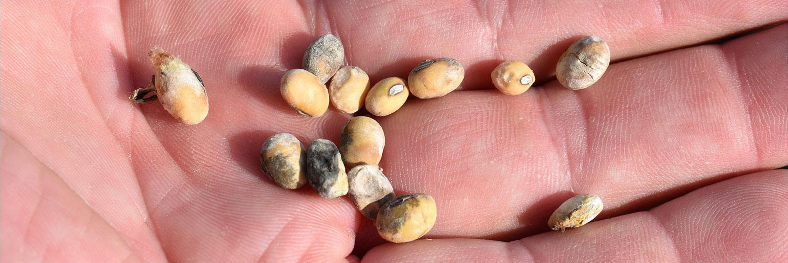 Damaged Soybeans Used as a Feed Source