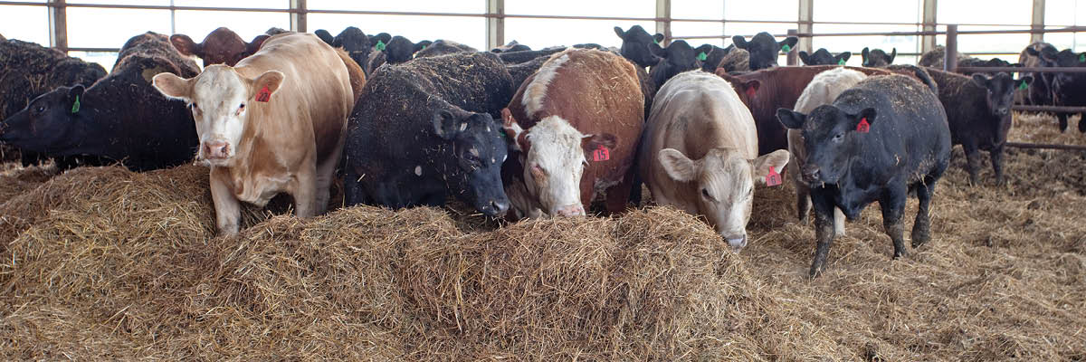 Bed Pack Systems promote Cattle Comfort and Health