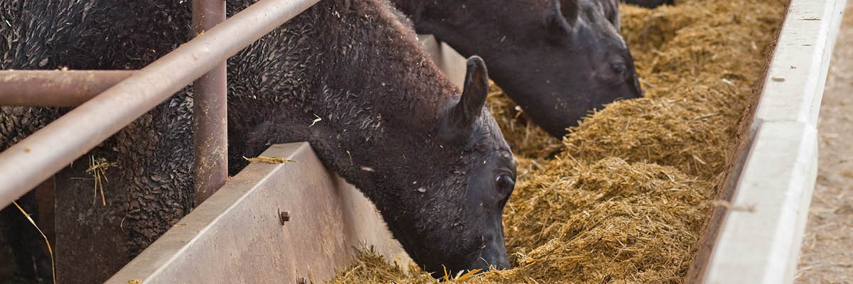 Be Aware of Mycotoxin Levels in Feed