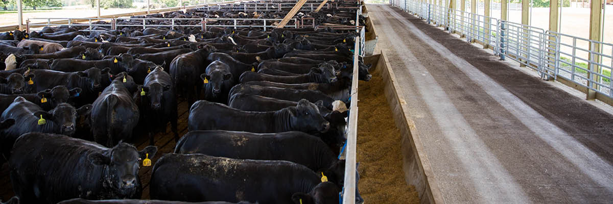 Fresh Air and Fresh Water Optimize Herd Health