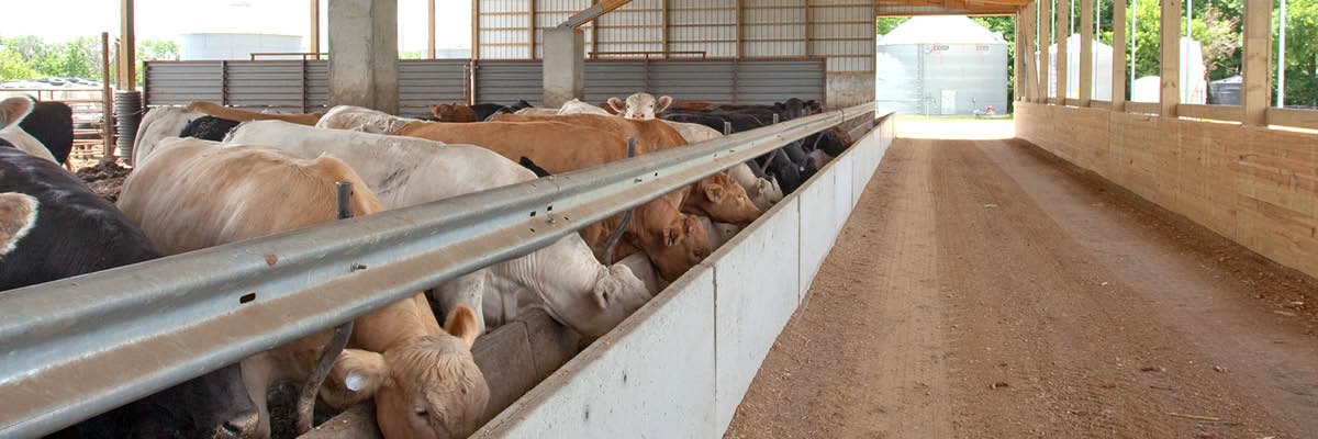 Cattle Confinement Structures Improve Profit Potential in Hot Weather