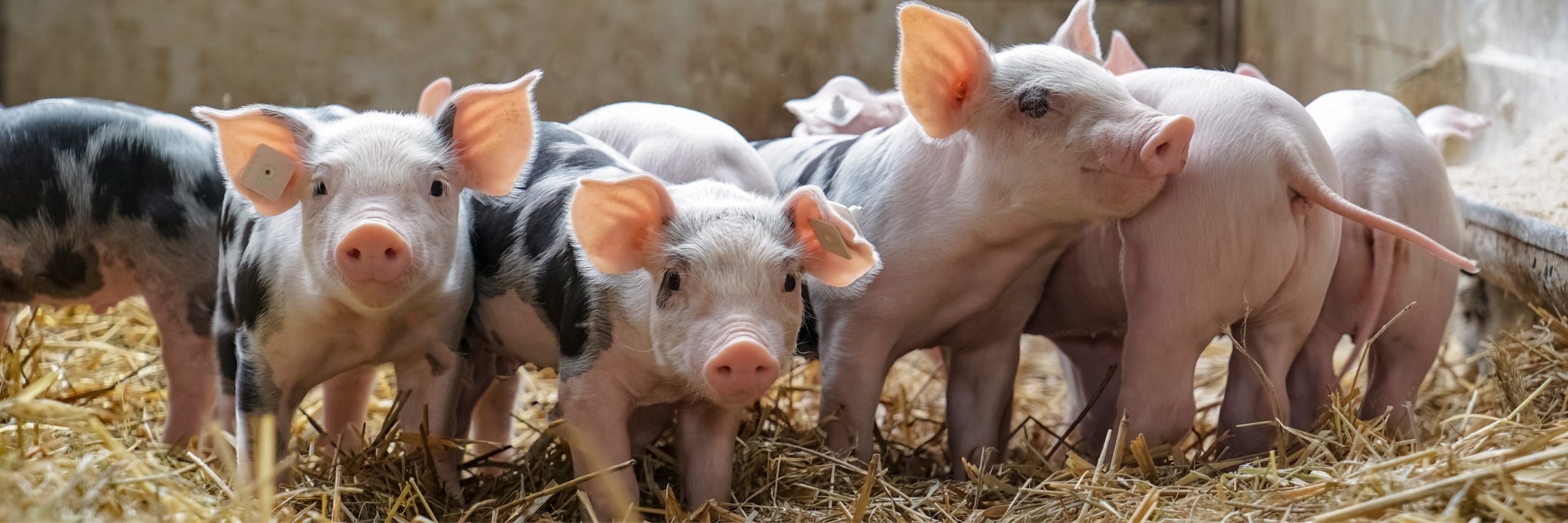 Looking Ahead: Measuring Pigs Emotions