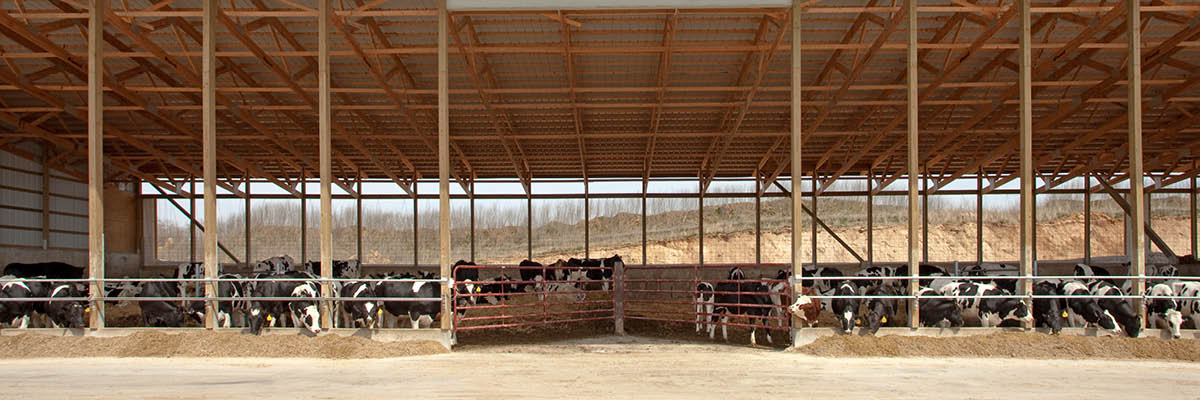 Indoor Feedlots Help Keep Cattle Above Their LTC