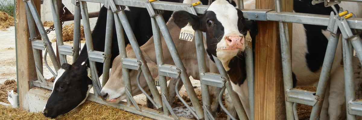 Is your state a top dairy producer?