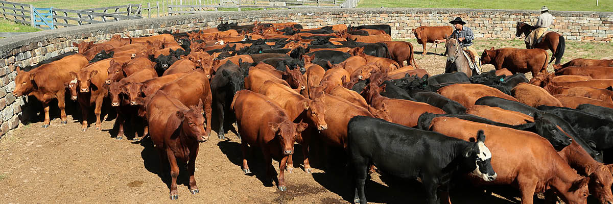 New Information on Low Stress Cattle Handling for Confinement Operations