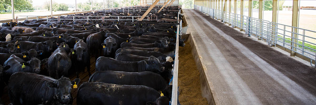 Minnesota Beef Feedlot Permitting Information