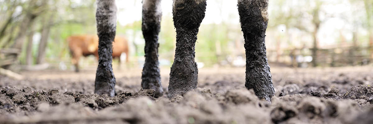 Feeding Cattle: Implications of Mud in Open Lots vs Monoslope Barns
