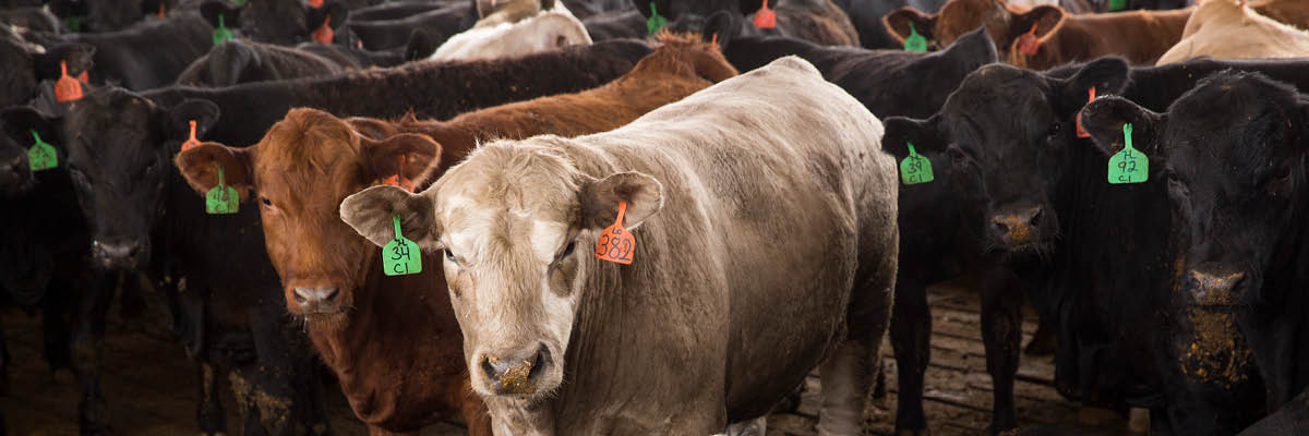 New Nebraska Beef Feedlot Permitting Information
