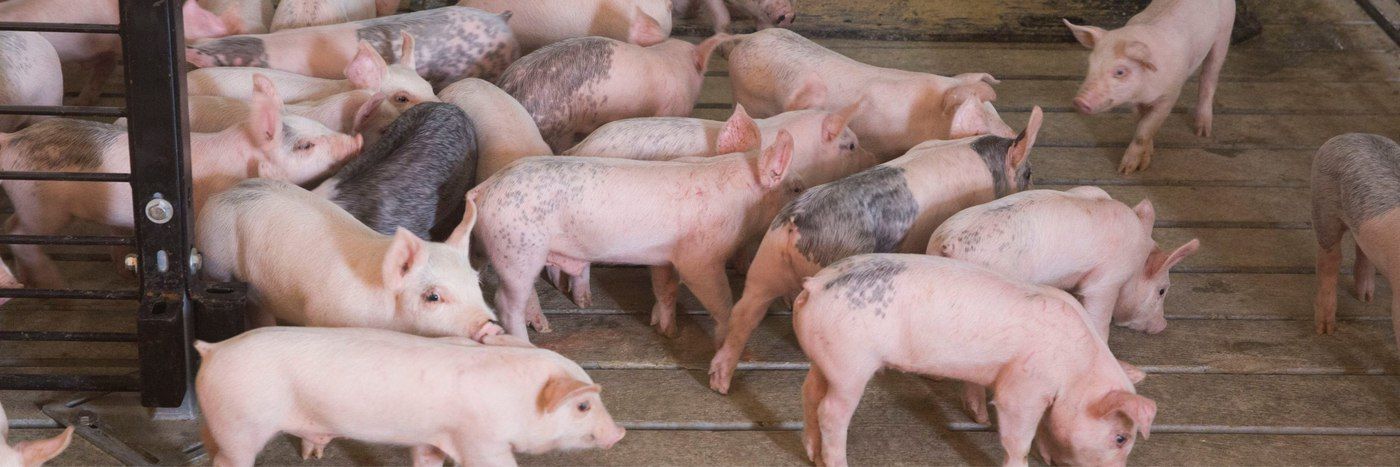 Sustainable Pig Farming