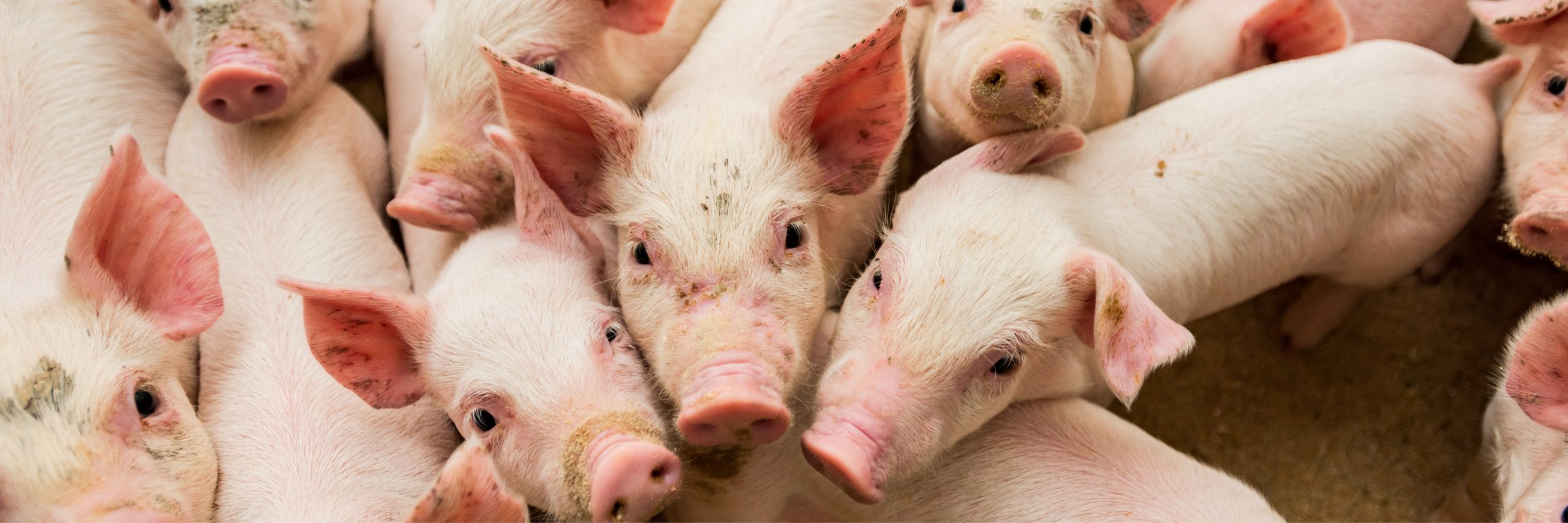 Summit Salutes Pork Producers in October, National Pork Month