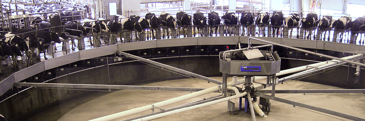 Removing automatic clusters earlier brings positive results for producers and cows