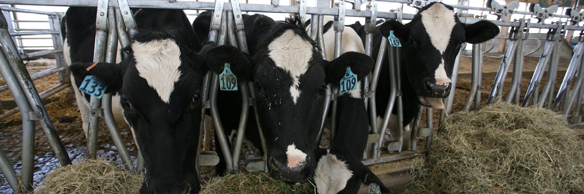 June is Dairy Month