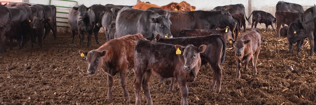 Being in Control of Your Cattle Operation Means Less Stress