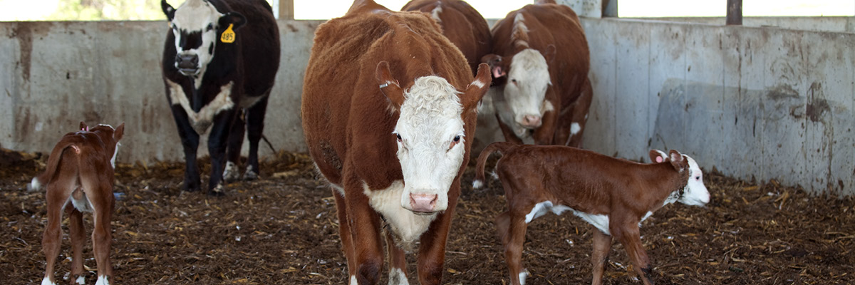 Towel Drying Calves Helps Combat Cold Stress