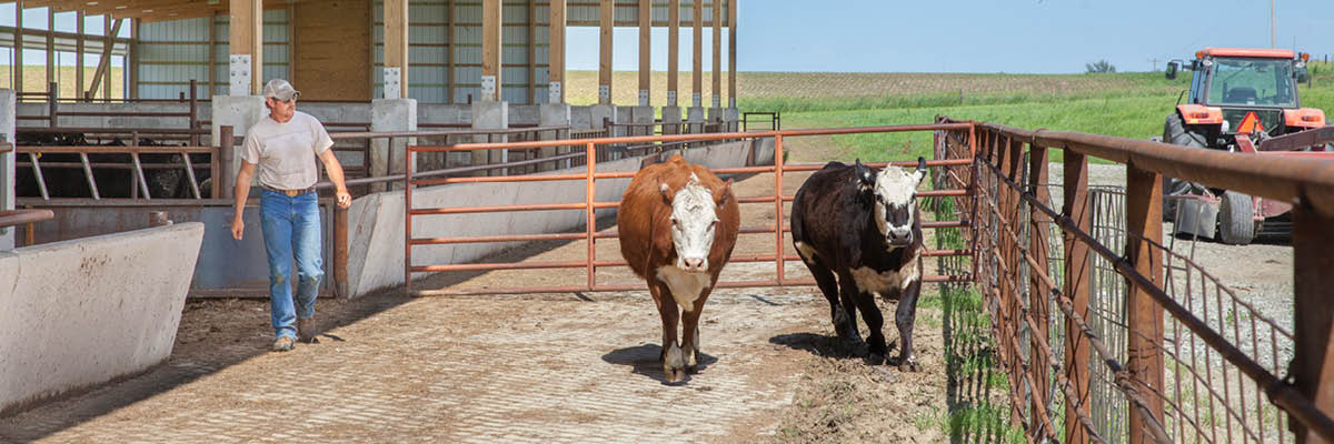 Understanding Cattle Behavior