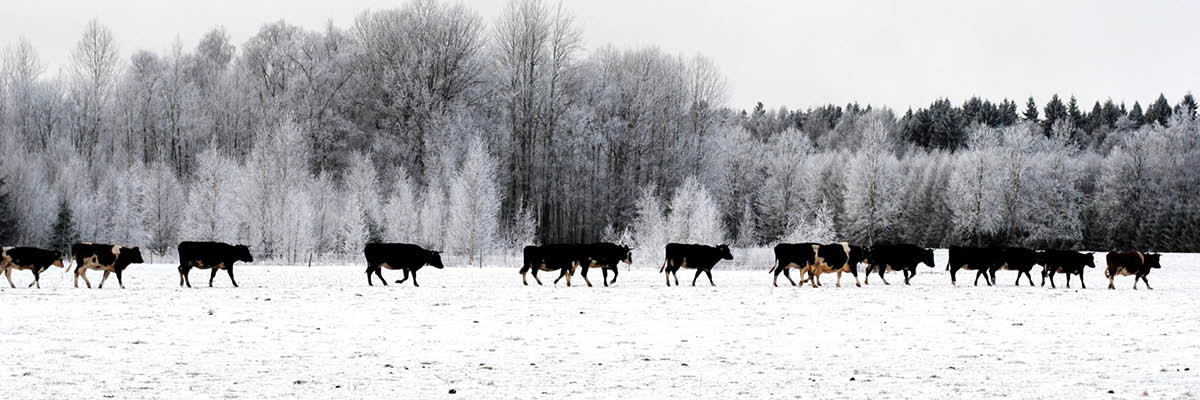 When The Cold Becomes Dangerous